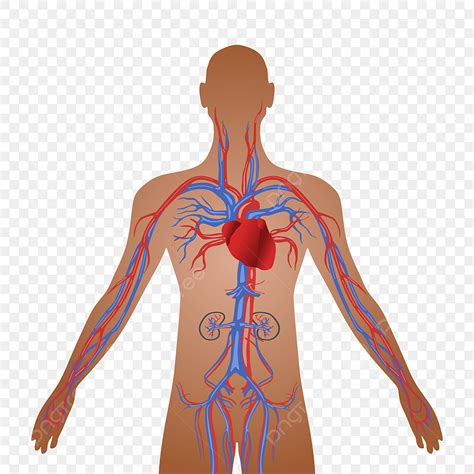 Sistema Circulatorio Humano De La Circulacion De La Sangre Salud Vector Cuerpo Png Y Vector Para