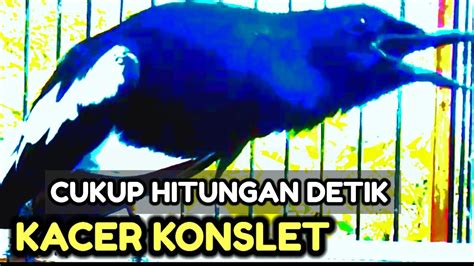 Kacer Mana Yang Gak Bakalan Langsung Tarungsuara Kacer Gacor Ngamuk