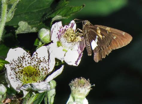 Silver Spotted Skipper Update Cortes Island Museum And Archives Society