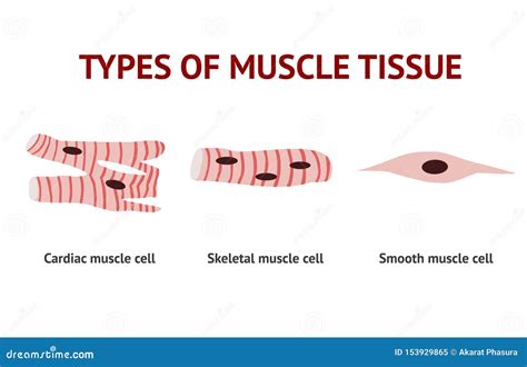 Types Of Muscle Tissue Anatomy Vector Illustration On White