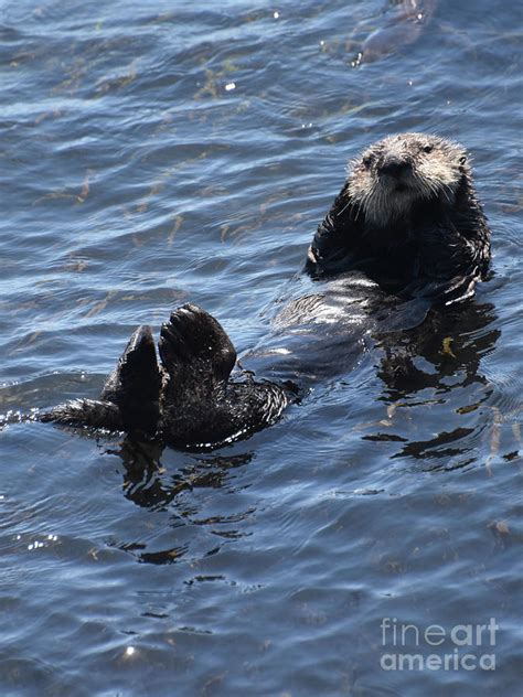 Amazing Sea Otter Floating On His Back In Morro Bay California