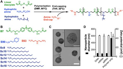 Chemical Structure And Characterization Of Pbae Nps A Pbae Synthesis Download Scientific