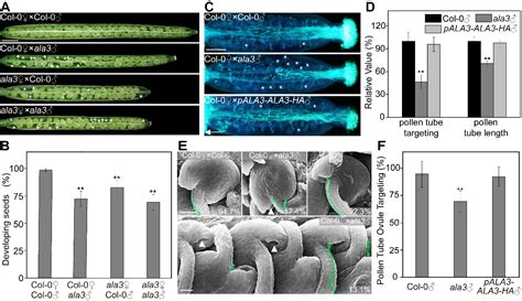 兰州大学研究团队发现拟南芥花粉导向调控新机制 学术资讯 科技工作者之家