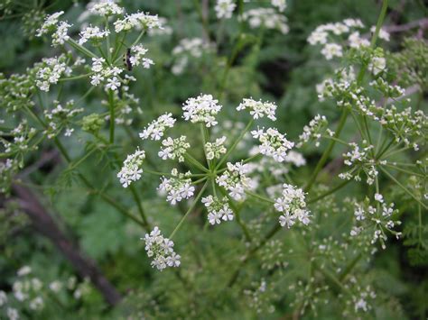 Nature ID: poison hemlock ~ 11/12/11 ~ Elkhorn Slough