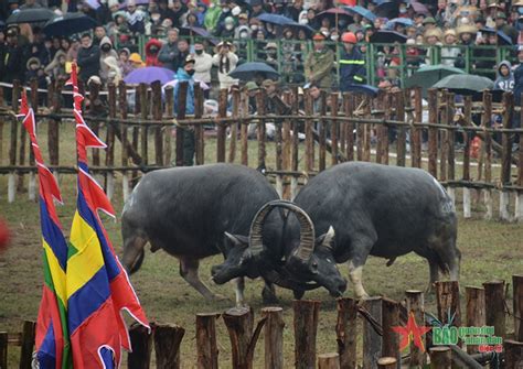 Traditional Buffalo Fighting Festival In Hai Luu Commune