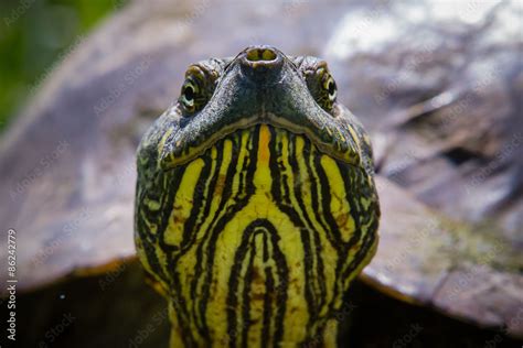 Naklejka gad natura zwierzę płaz woda Dekowizja pl