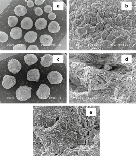 Sem Micrographs Of Cs Encapsulated With Alginate Beads A B Cs