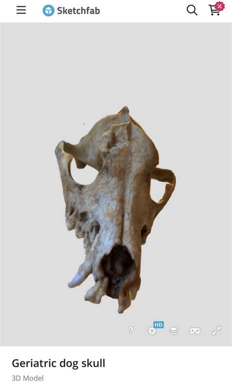 3d Model Of Geriatric Dog Skull Rbonecollecting