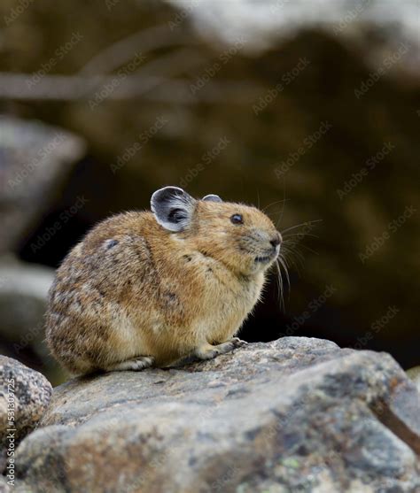 American Pika close up detailed portrait of a Pika in classic alpine ...