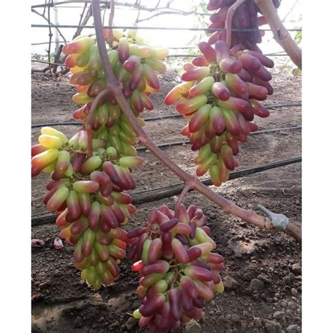 Jual Bibit Anggur Import Grafting Jenis Carnival Grafting Shopee