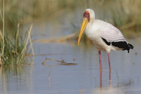 Storks Holmen Birding Safaris