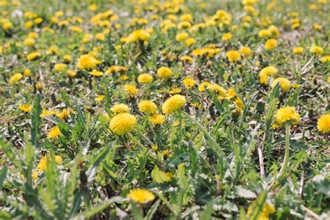 How To Use Vinegar As A Natural Weed Killer