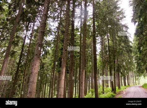 moist coniferous forest Stock Photo - Alamy