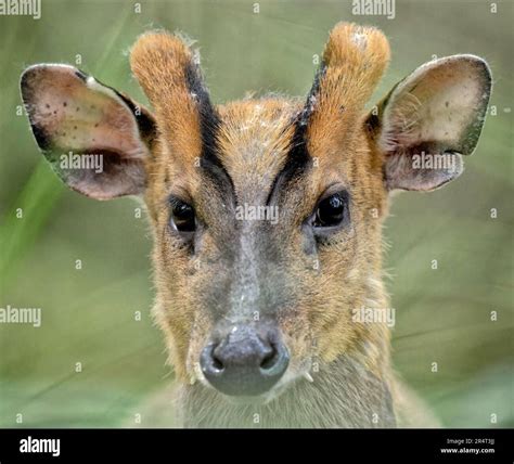 Face To Face With A Muntjac Stock Photo Alamy