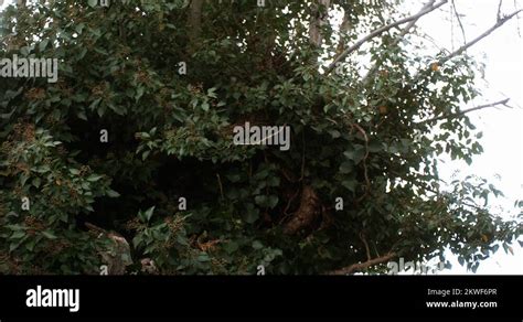 Eurasian Tawny Owl Strix Aluco Adult In Flight Taking Off From Tree