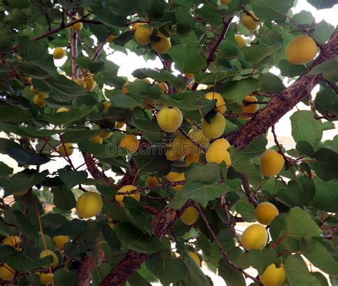 Apricot Tree With Fruits Stock Photo Image Of Orange 64741576