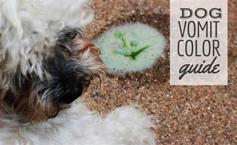 Dog Vomit Color Guide: What Does Your Dog's Vomit Says About Their Health?