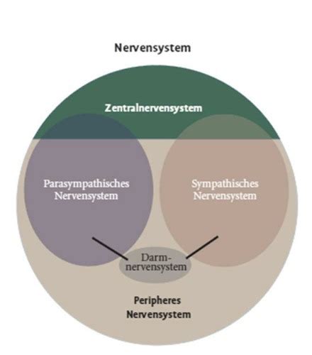 Biologische Psychologie Vorlesung Total Karteikarten Quizlet