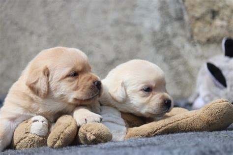 Chiot Labrador Retriever FEMELLE SABLE 1 Des Vallées De Galway