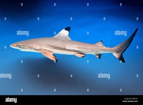 Carcharhinus Melanopterus Blacktip Reef Shark Saltwater Fish Stock