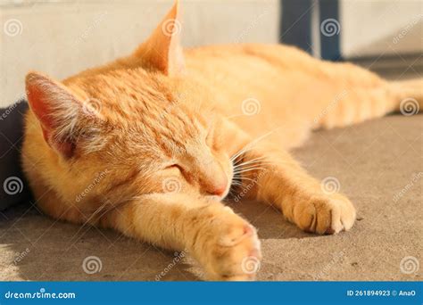 Red Cat On The Street Basking In The Sun Ginger Cat Lying On Back On