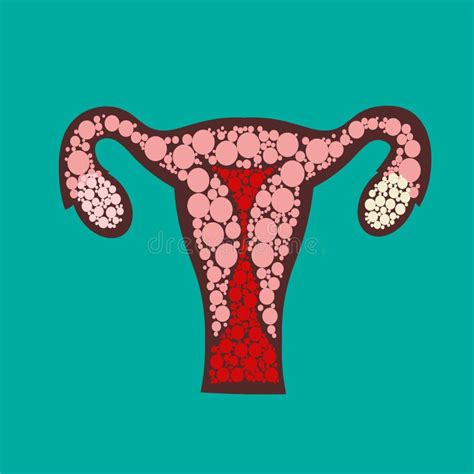 Uterus With Ovary Cervix Fallopian Tubes Isolated On Background