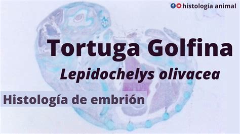 Embri N De Tortuga Golfina Lepidochelys Olivacea Histolog A De