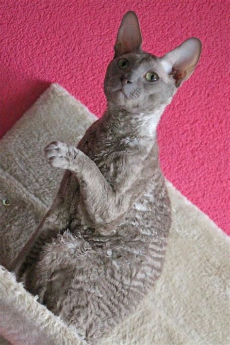 Ch Rex Flowers Cupido Lilac Cornish Rex Cat Colors Cornish Rex