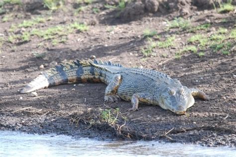 Saltwater Crocodile Reptiles And Amphibians Wild Latitudes Borneo