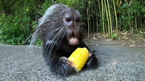 Porcupine Nolina Goes On A Corn Quest Youtube