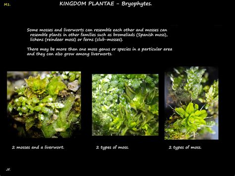 Mosses, liverworts & moss reproduction - Botany Brisbane