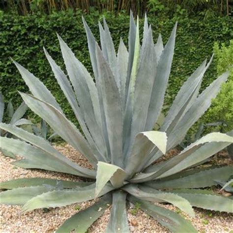 AGAVE Americana – Rancho Tissue