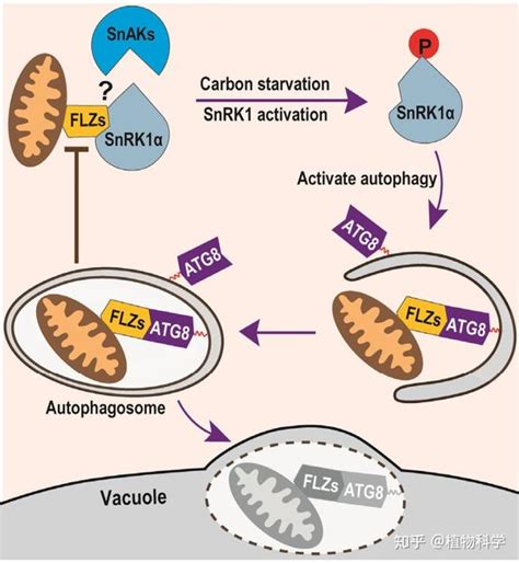 Mol Plant 华南师范大学高彩吉课题组揭示自噬途径反馈调控植物snrk1信号的分子机制 知乎