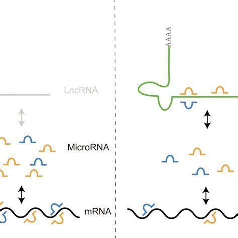 Interaction Mechanism Of LncRNA MicroRNA And MRNA LncRNA Binds And