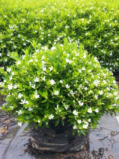 Cuphea Hyssopifolia White Freshly Potted 6 Pot Hello Hello Plants