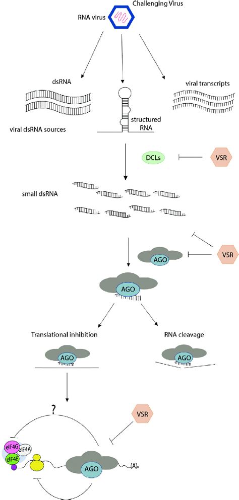 An Integrating Overview Of Rna Silencing And Ago Mediated