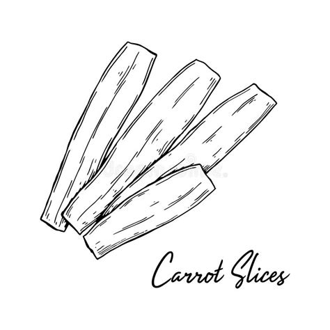 Hand Drawn Carrot Slices Vector Illustration In Sketch Style Stock