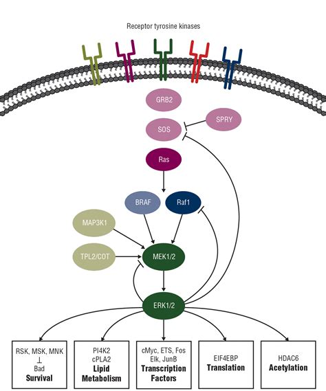 Receptor Tyrosine Kinase Mapk