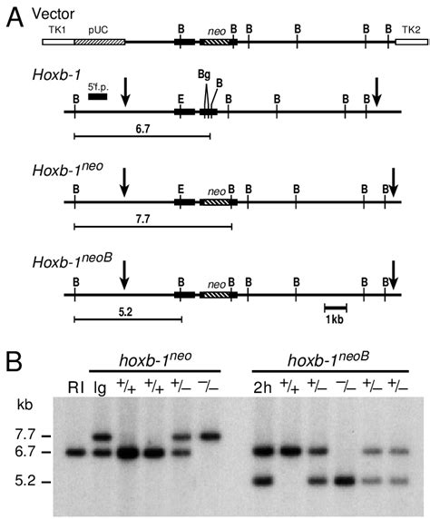 Gene Targeting At The Hoxb 1 Locus A Maps The Targeting Vector