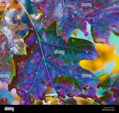 Fall Leaves That Have Changed Color Stock Photo Alamy