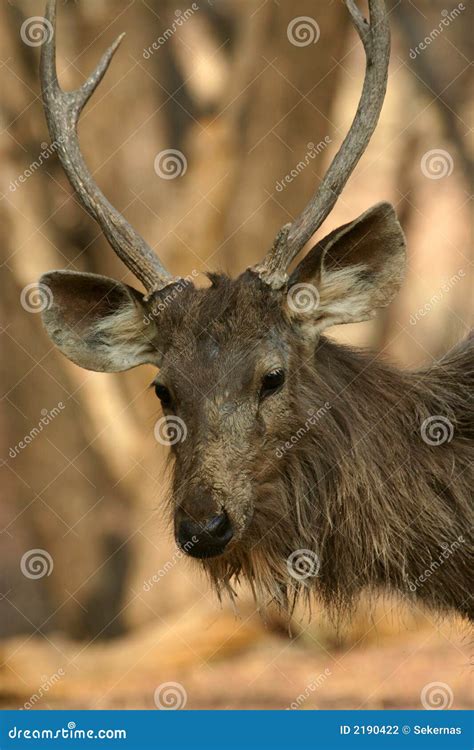 De Herten Van Sambar Stock Foto Image Of Hoornen Spel