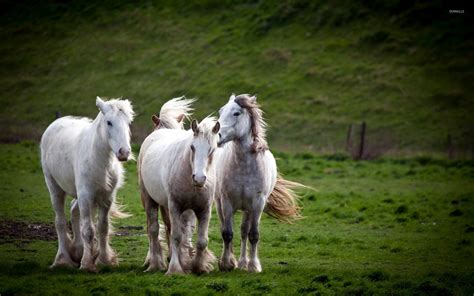 Beautiful white horses on green field wallpaper - Animal wallpapers - #47893