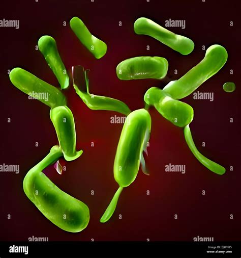 Escherichia Coli E Coli Cells Or Bacteria Under Microscope Stock