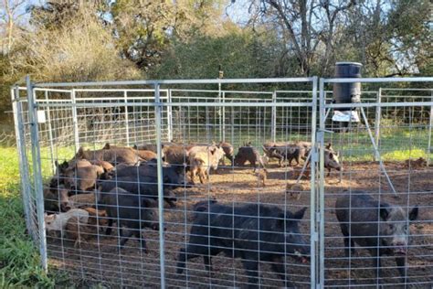 Hog Trap Gallery Texas Wild Hog Control