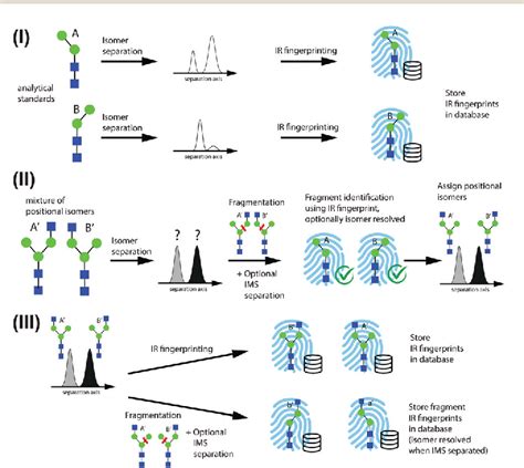 Figure 2 From Identification Of N Glycan Positional Isomers By