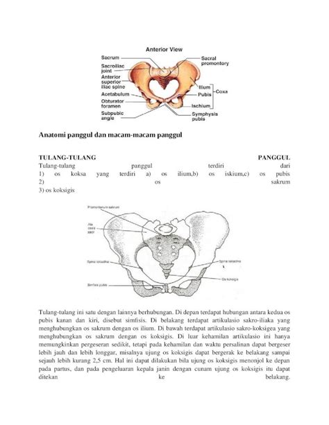 DOCX Anatomi Panggul Dan Macam DOKUMEN TIPS