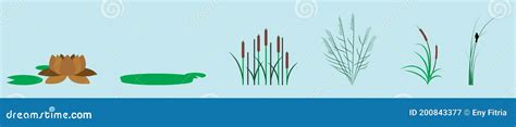 A Set of Cattails and Swamp Plants Icon Design Template with Various Models. Vector Illustration ...