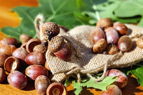 Free picture: acorn, seed, table, fabric, leaf, nature, plant