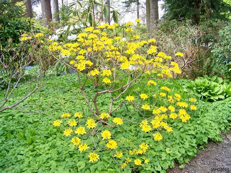 This Bright Rhododendron Luteum Is Set Of By The Lush Maianthemum