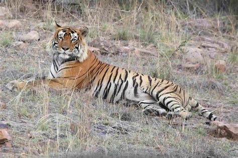 Tiger Census 2022 Report Tiger Population In 2022 Big Cats India